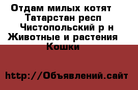 Отдам милых котят  - Татарстан респ., Чистопольский р-н Животные и растения » Кошки   